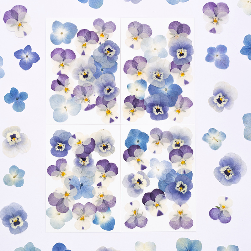 Dried Flower Pressed - 12 Stück, Echte Viola Cornuta Getrocknete