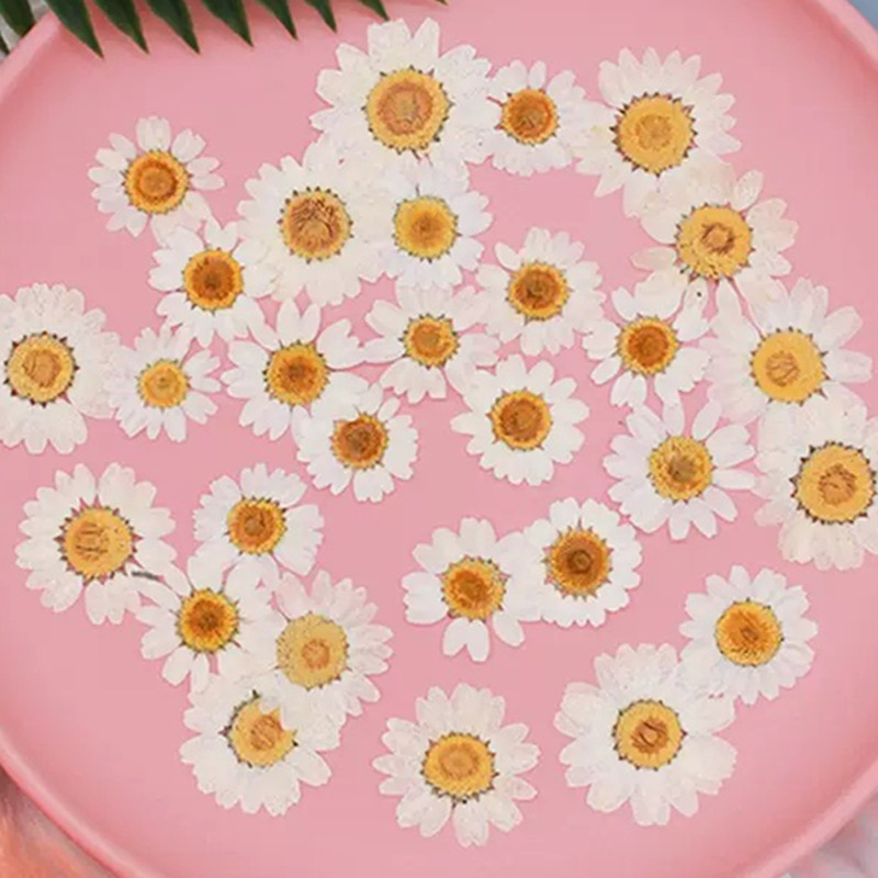 Dried Flower Pressed - 100 Stück Natürliche Weiße Kristall-Chrysanthemen, Getrocknete