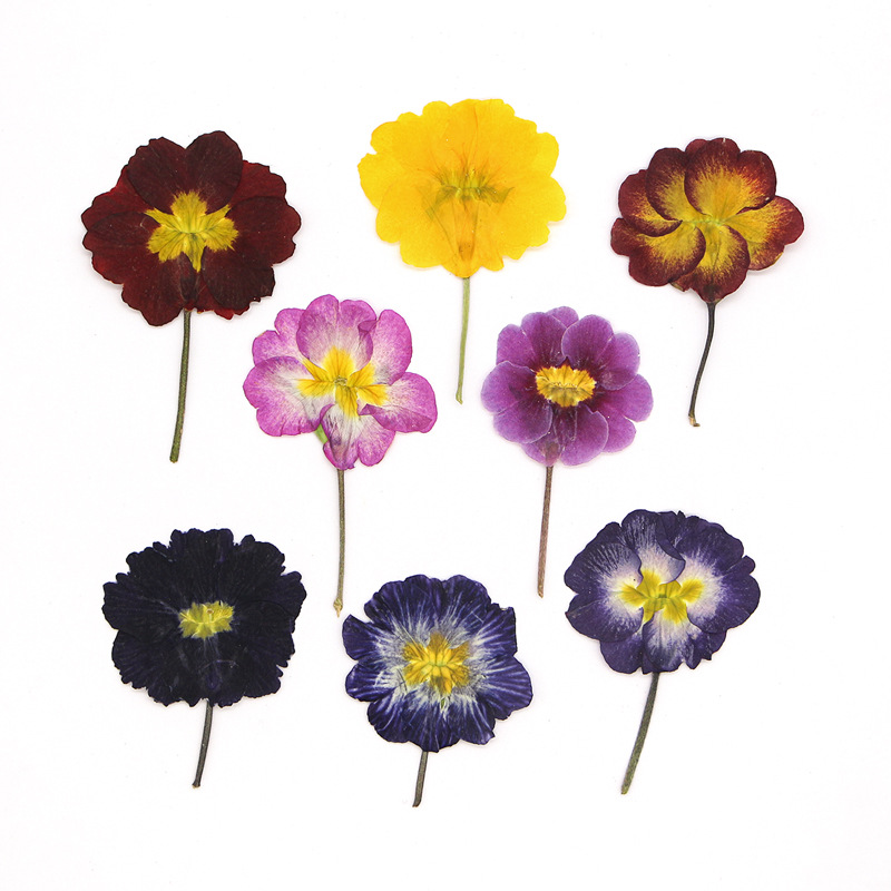 Dried Flower Pressed - 48 Stück Europäische Primrose Getrocknete Blumen