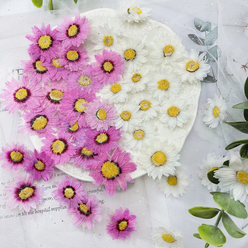 Dried Flower Pressed - 24 stücke/2-4CM, Natürliche Gedrückt Blumen blätter,
