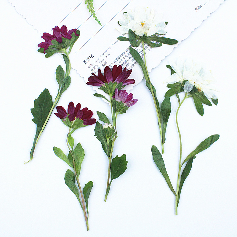 Dried Flower Pressed - 24 Stück, Mini-Chrysanthemen, gepresste Trockenblumen für