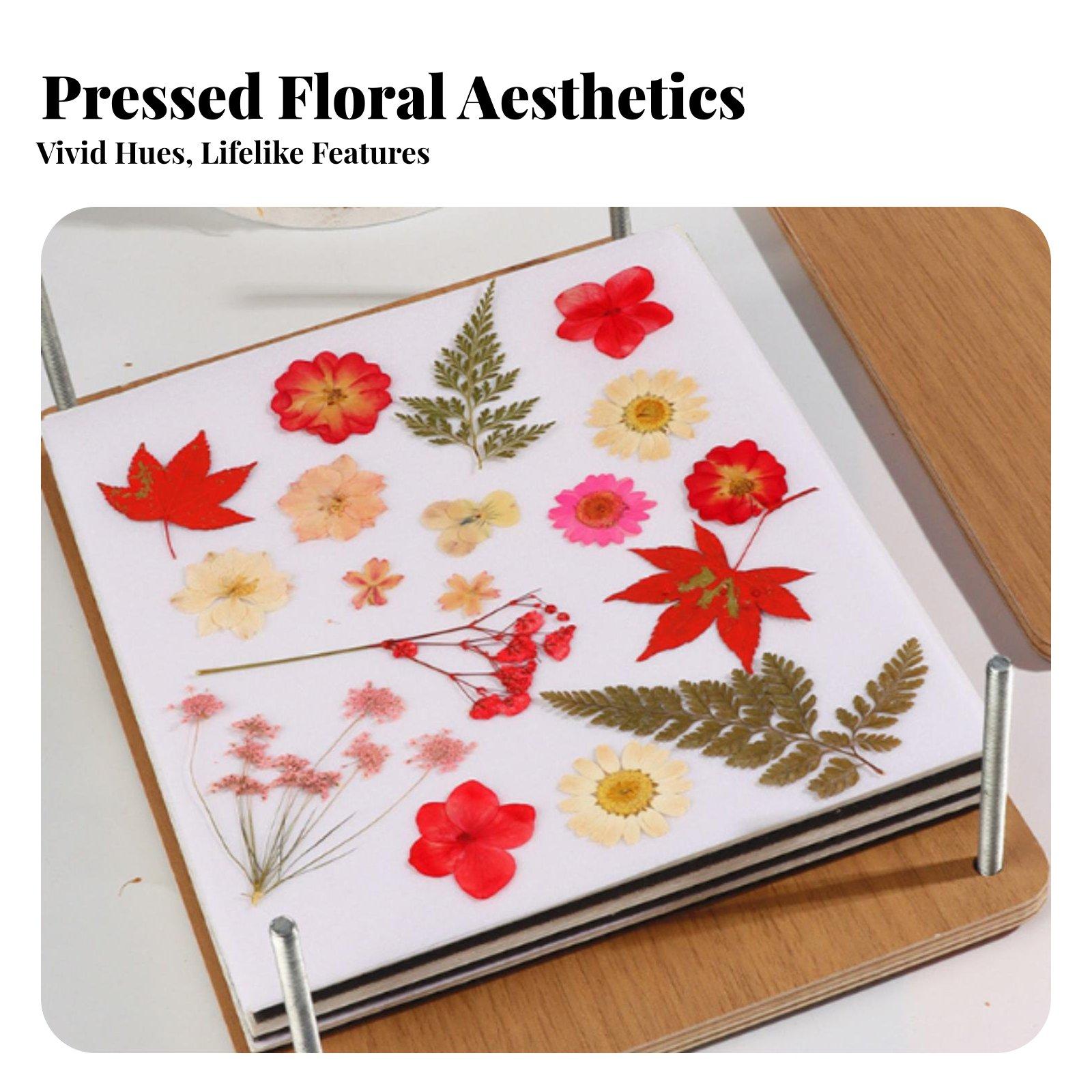 Mehrstufiges botanisches Blume – Dried Flower Pressed Bewertung und Preis