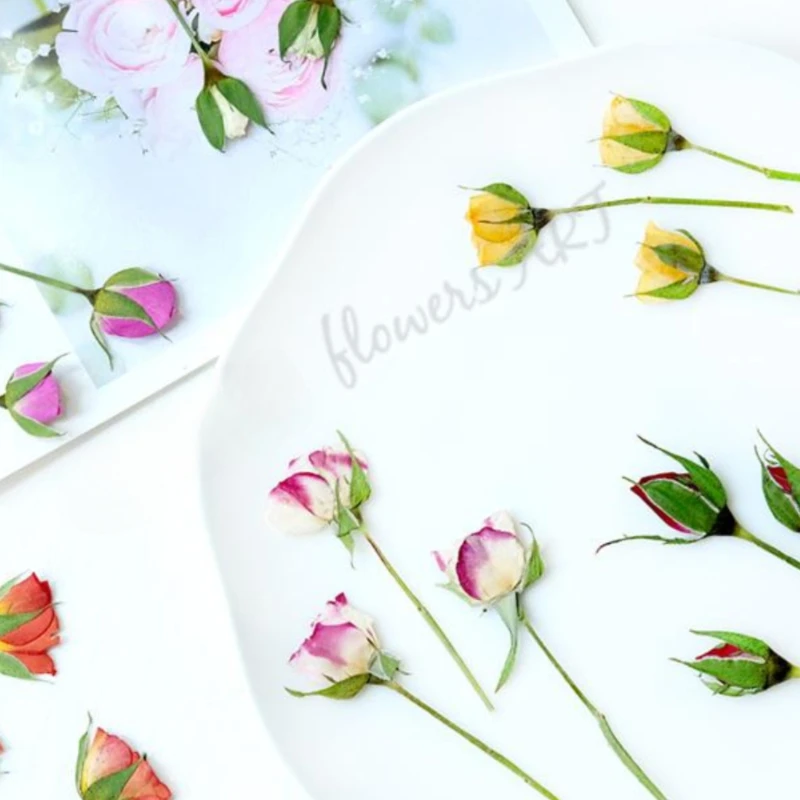 Gepresste Rosenknospen-Blütenb – Dried Flower Pressed Bewertung und Preis