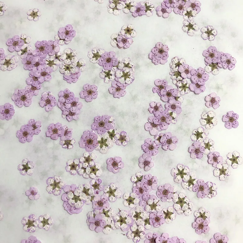 Gepresste Mini-Narzissen, getr – Dried Flower Pressed Bewertung und Preis