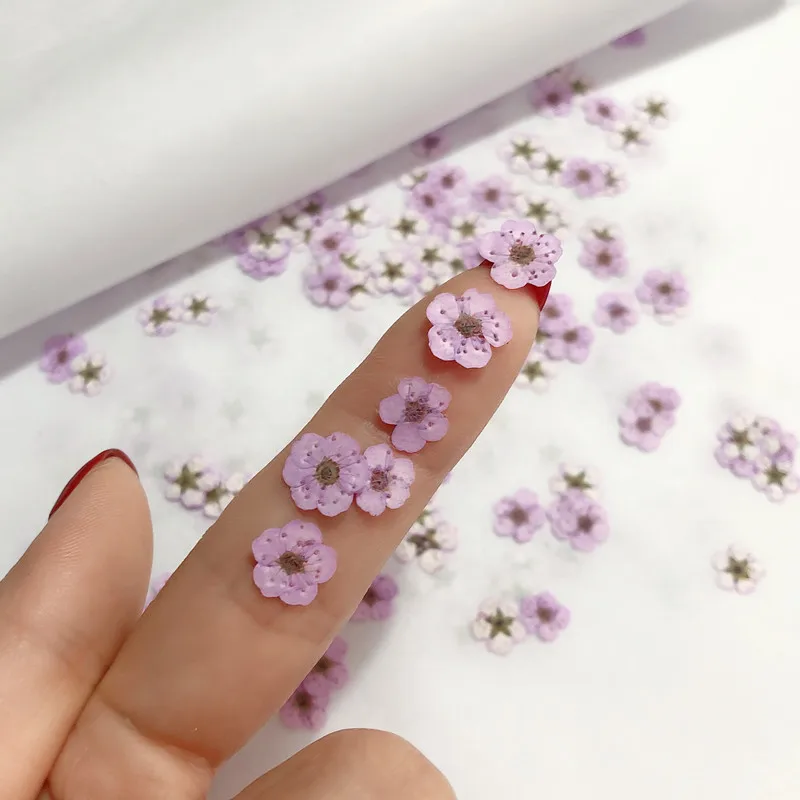 Gepresste Mini-Narzissen, getr – Dried Flower Pressed Bewertung und Preis
