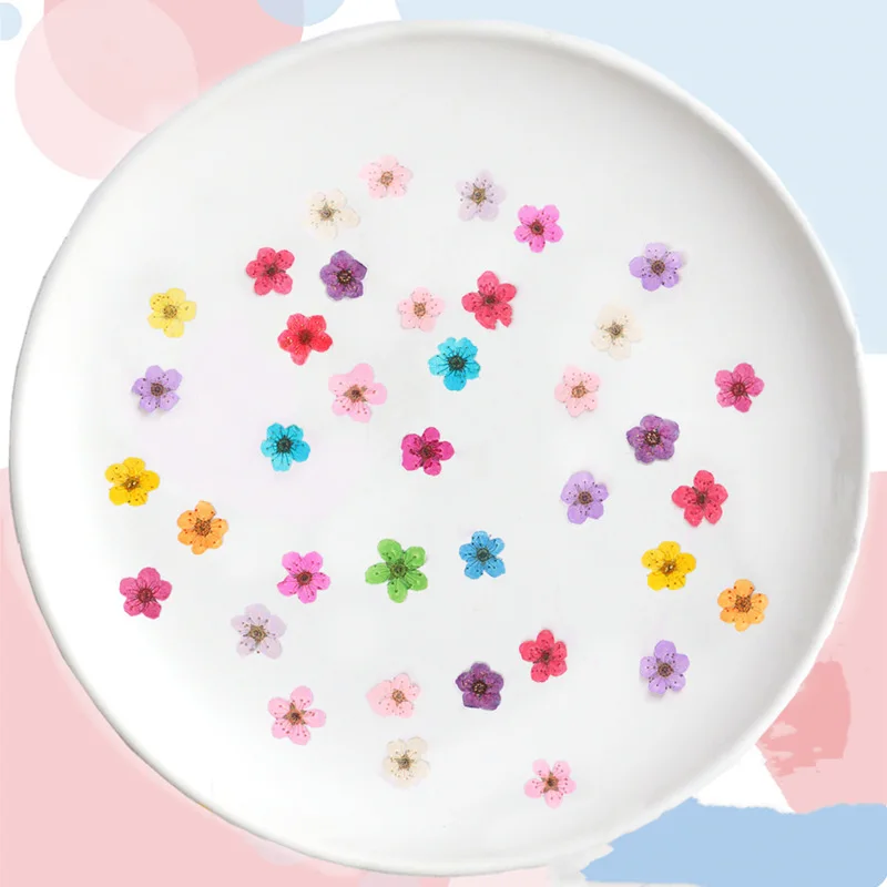 Gepresste Mini-Narzissen, getr – Dried Flower Pressed Bewertung und Preis