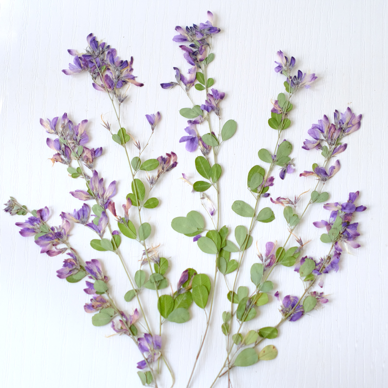 6 Stück, natürliche getrocknet – Dried Flower Pressed Bewertung und Preis