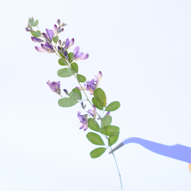 6 Stück, natürliche getrocknet – Dried Flower Pressed Bewertung und Preis