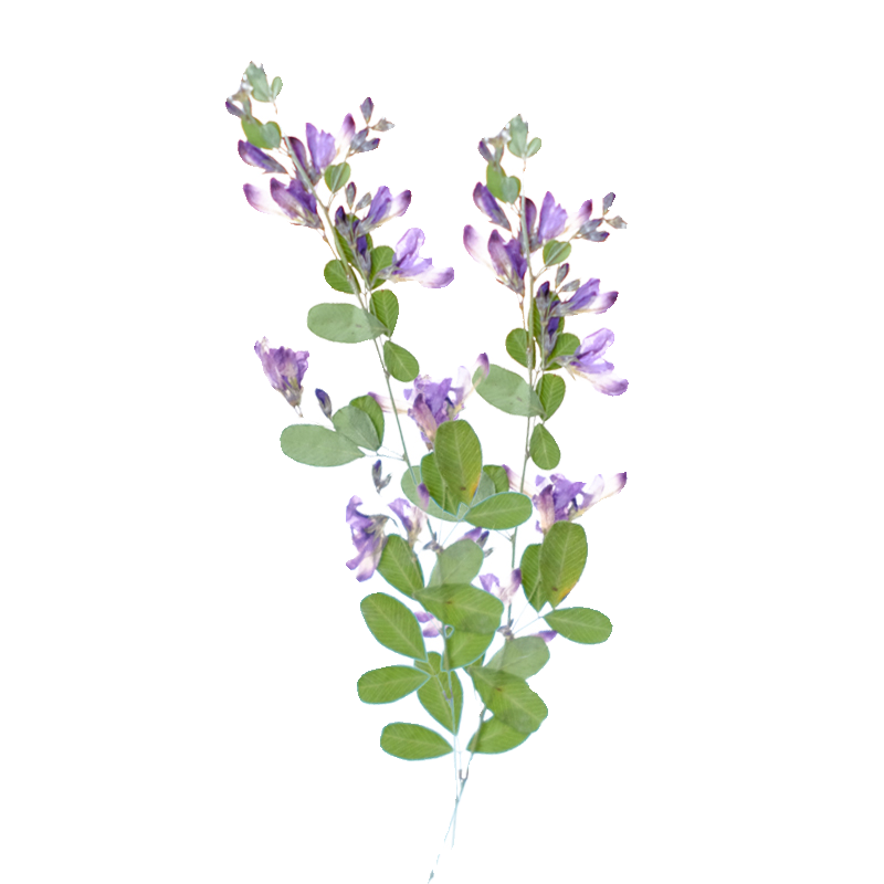 6 Stück, natürliche getrocknet – Dried Flower Pressed Bewertung und Preis