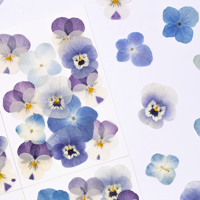 12 Stück, Echte Viola Cornuta  – Dried Flower Pressed Bewertung und Preis
