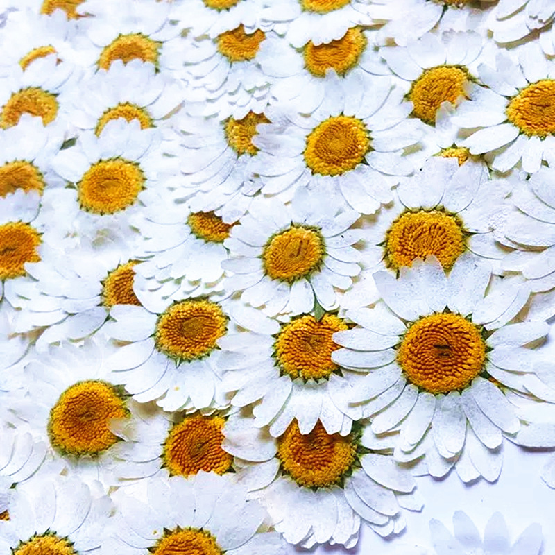 100 Stück Natürliche Weiße Kri – Dried Flower Pressed Bewertung und Preis