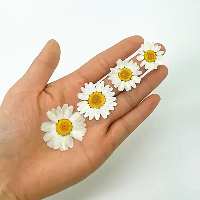 100 Stück Natürliche Weiße Kri – Dried Flower Pressed Bewertung und Preis