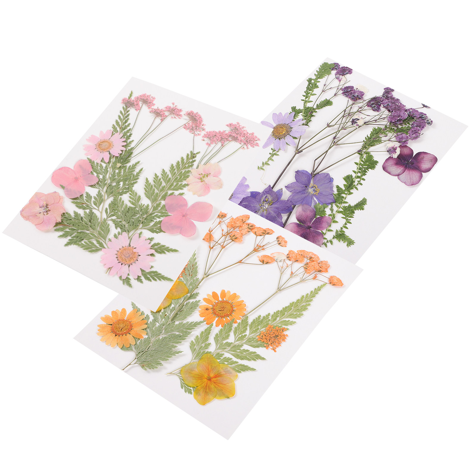Getrocknete Blumen Dekorations – Dried Flower Pressed Bewertung und Preis