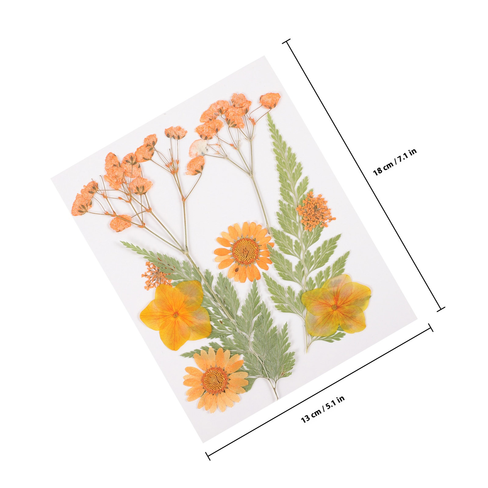 Getrocknete Blumen Dekorations – Dried Flower Pressed Bewertung und Preis