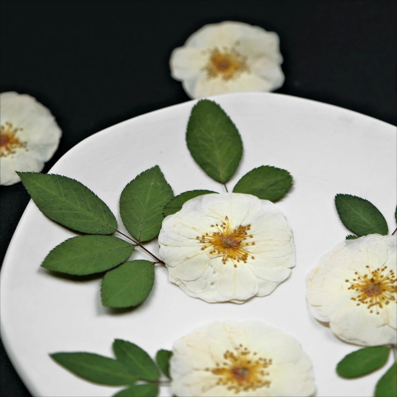 6 Stück, 9 Stück, natürliche w – Dried Flower Pressed Bewertung und Preis