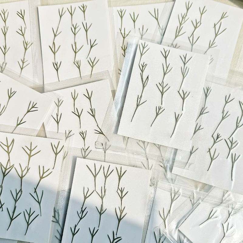 24 Stück, echte gepresste Achi – Dried Flower Pressed Bewertung und Preis