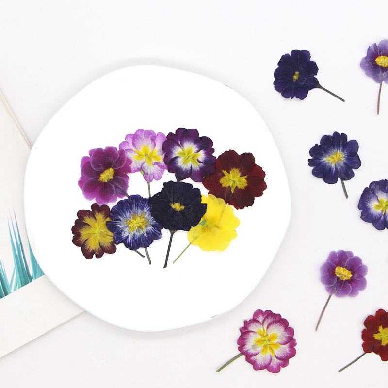 48 Stück Europäische Primrose  – Dried Flower Pressed Bewertung und Preis
