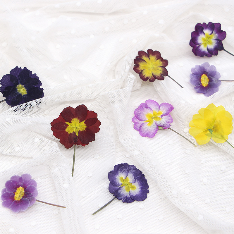 48 Stück Europäische Primrose  – Dried Flower Pressed Bewertung und Preis