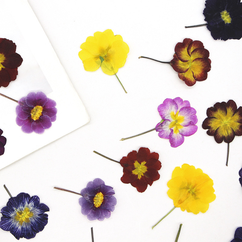 48 Stück Europäische Primrose  – Dried Flower Pressed Bewertung und Preis