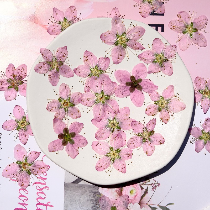 3-4cm./6Stück, Rosa Pfirsichbl – Dried Flower Pressed Bewertung und Preis