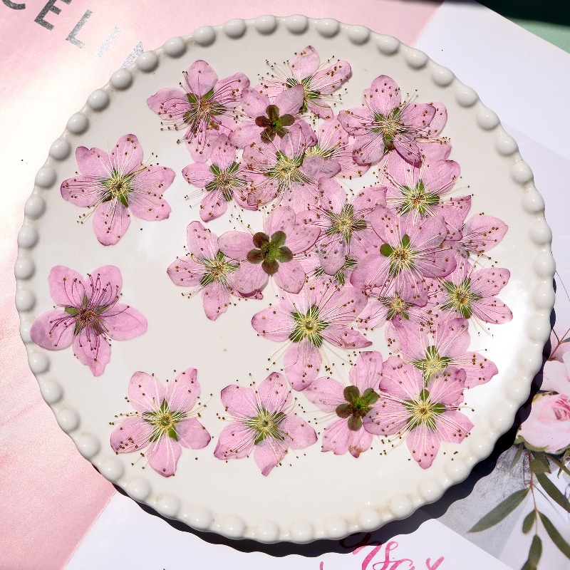 3-4cm./6Stück, Rosa Pfirsichbl – Dried Flower Pressed Bewertung und Preis
