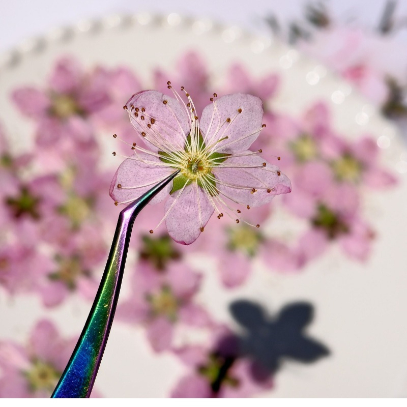 3-4cm./6Stück, Rosa Pfirsichbl – Dried Flower Pressed Bewertung und Preis