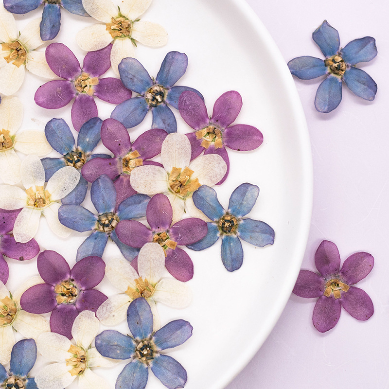12 Stück, gepresste blaue Ster – Dried Flower Pressed Bewertung und Preis