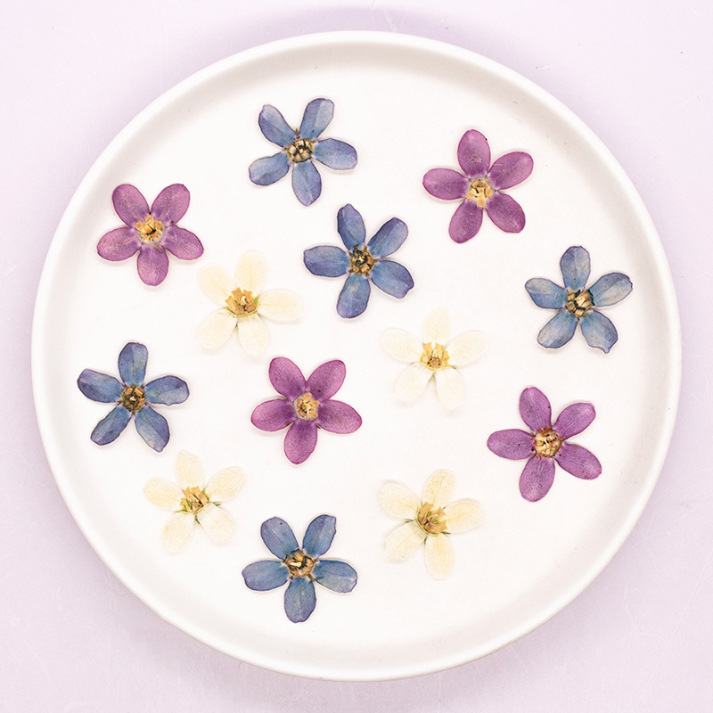 12 Stück, gepresste blaue Ster – Dried Flower Pressed Bewertung und Preis