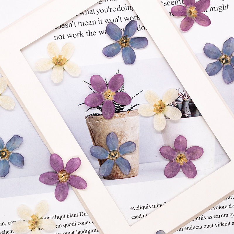 12 Stück, gepresste blaue Ster – Dried Flower Pressed Bewertung und Preis