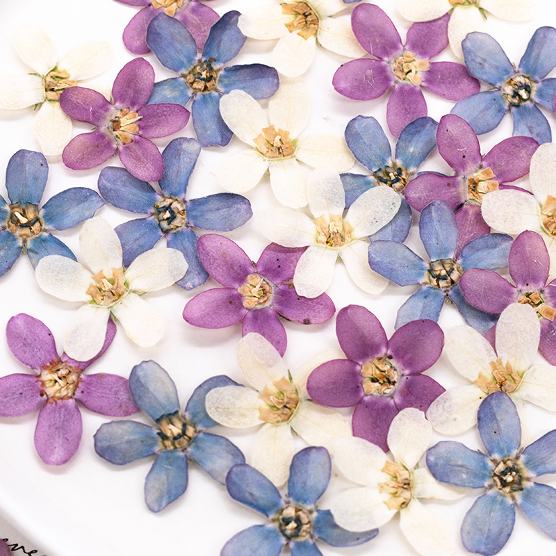 12 Stück, gepresste blaue Ster – Dried Flower Pressed Bewertung und Preis