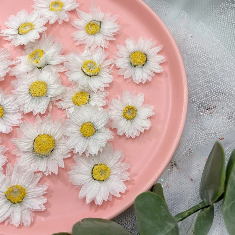 24 stücke/2-4CM, Natürliche Ge – Dried Flower Pressed Bewertung und Preis