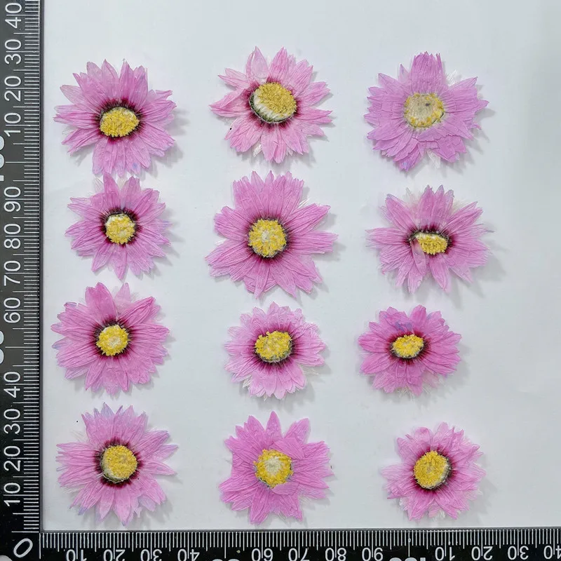 24 stücke/2-4CM, Natürliche Ge – Dried Flower Pressed Bewertung und Preis