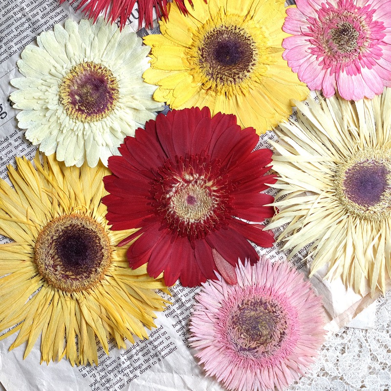 1 Stück/7–9 cm, gepresste Gerb – Dried Flower Pressed Bewertung und Preis
