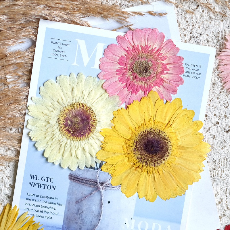 1 Stück/7–9 cm, gepresste Gerb – Dried Flower Pressed Bewertung und Preis