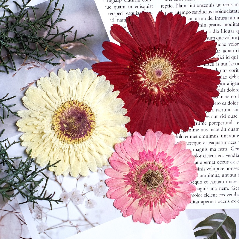 1 Stück/7–9 cm, gepresste Gerb – Dried Flower Pressed Bewertung und Preis