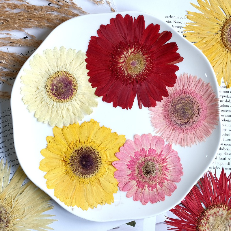 1 Stück/7–9 cm, gepresste Gerb – Dried Flower Pressed Bewertung und Preis