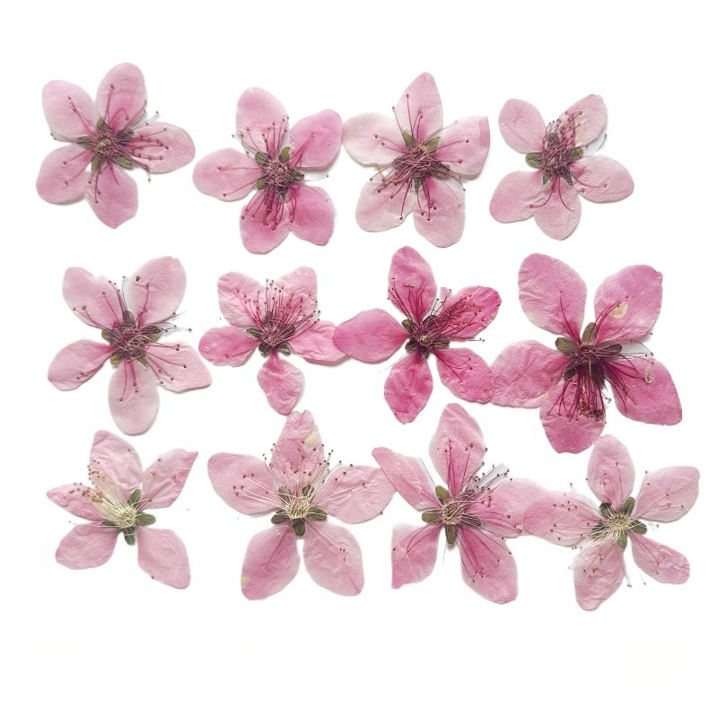 12 Stück, natürliche pfirsichb – Dried Flower Pressed Bewertung und Preis