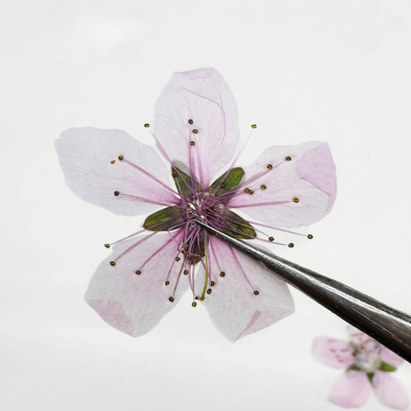12 Stück, natürliche pfirsichb – Dried Flower Pressed Bewertung und Preis