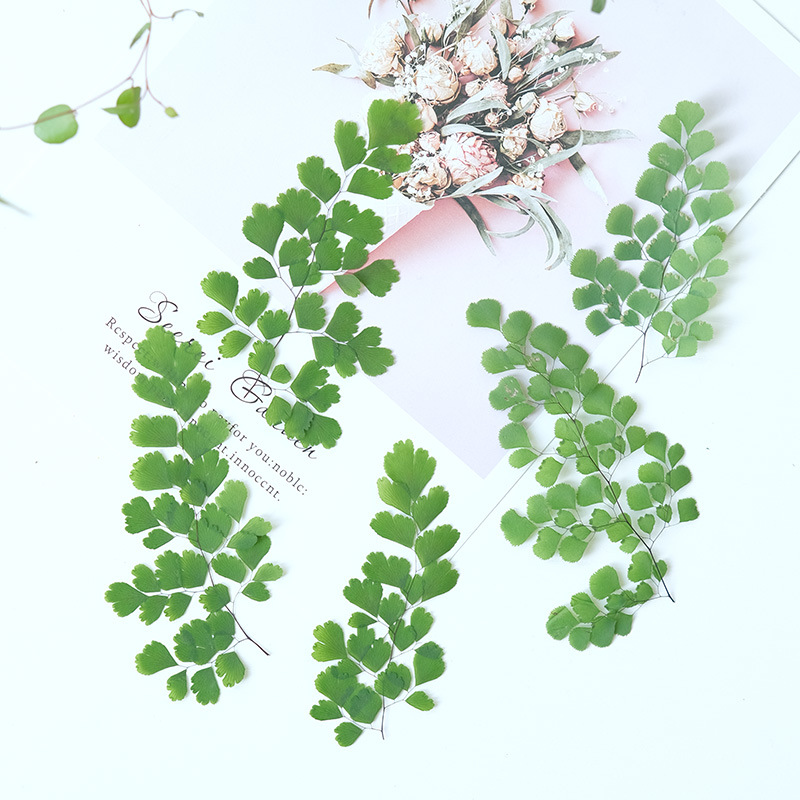 60 Stück Natürliche Pflanzen E – Dried Flower Pressed Bewertung und Preis