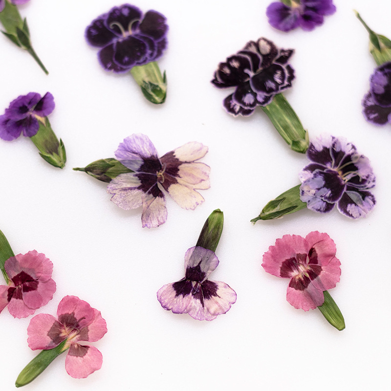 24 Stück, gepresste getrocknet – Dried Flower Pressed Bewertung und Preis