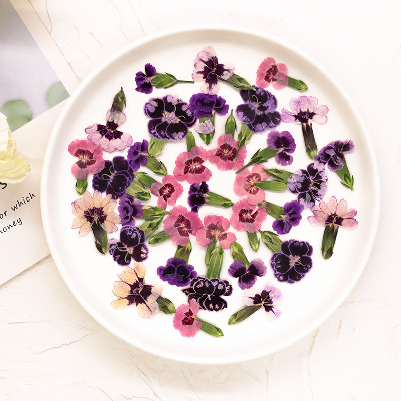 24 Stück, gepresste getrocknet – Dried Flower Pressed Bewertung und Preis