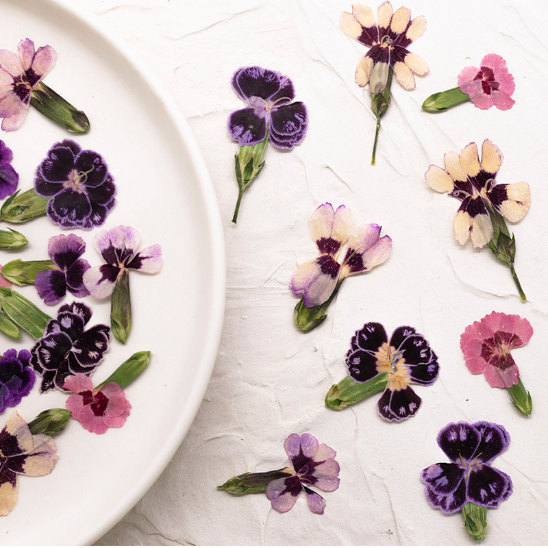 24 Stück, gepresste getrocknet – Dried Flower Pressed Bewertung und Preis