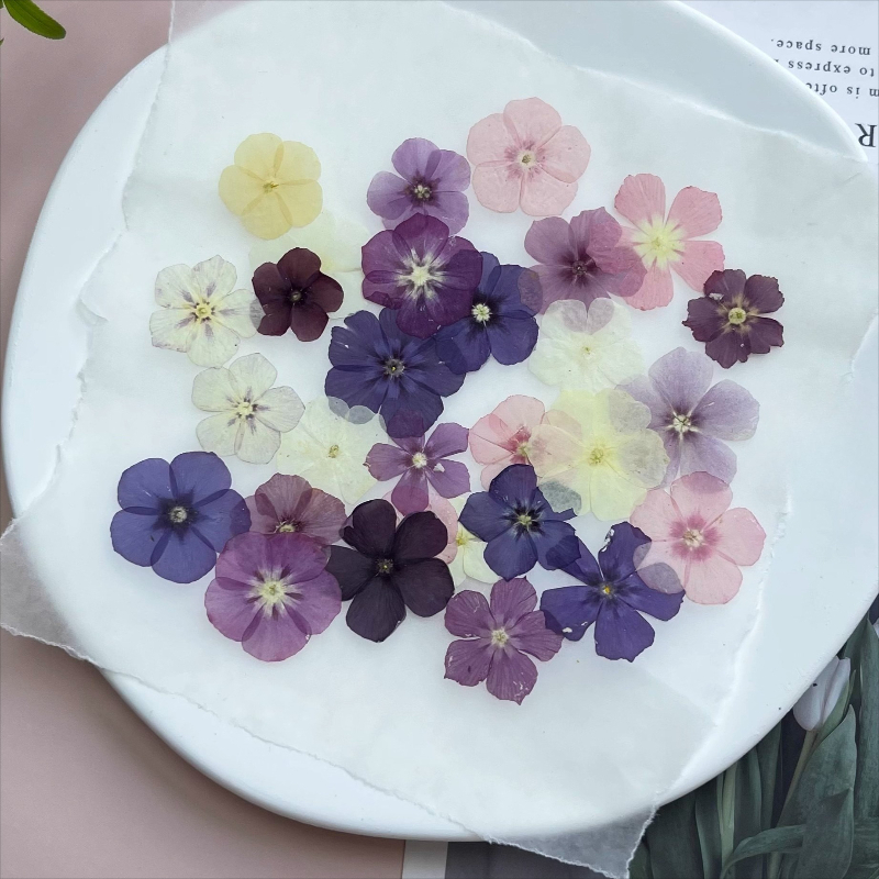 12 Stück, halbtransparente Nis – Dried Flower Pressed Bewertung und Preis