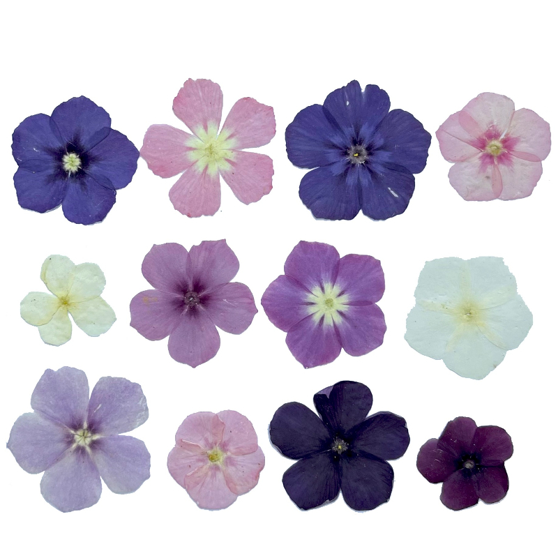 12 Stück, halbtransparente Nis – Dried Flower Pressed Bewertung und Preis