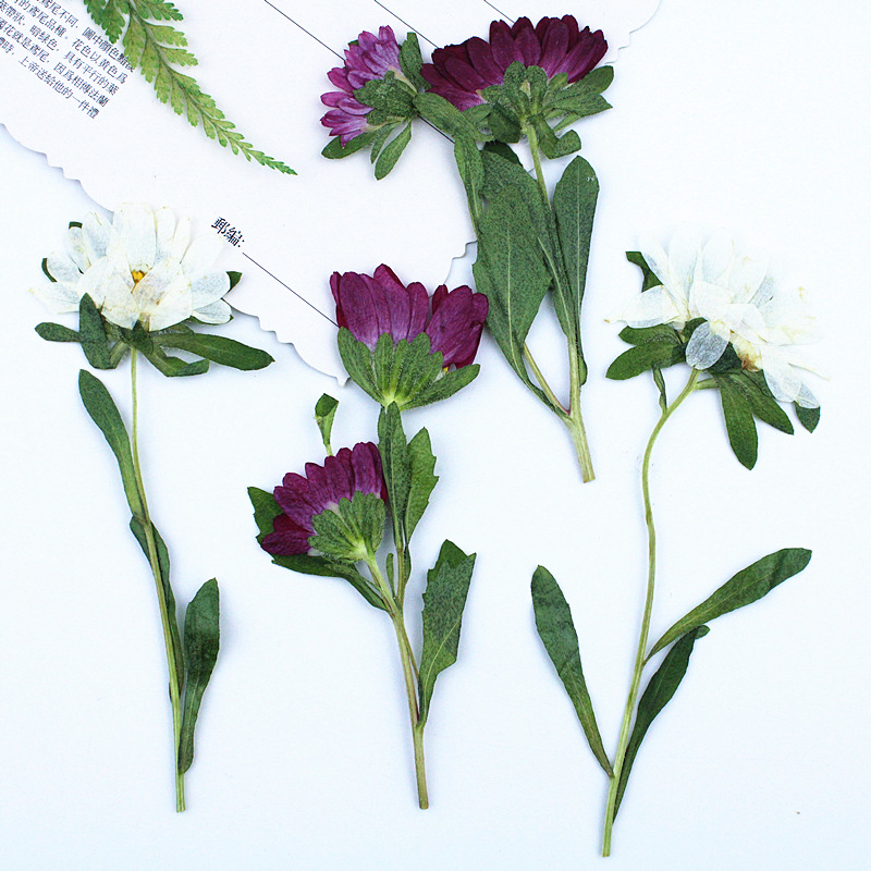 24 Stück, Mini-Chrysanthemen,  – Dried Flower Pressed Bewertung und Preis