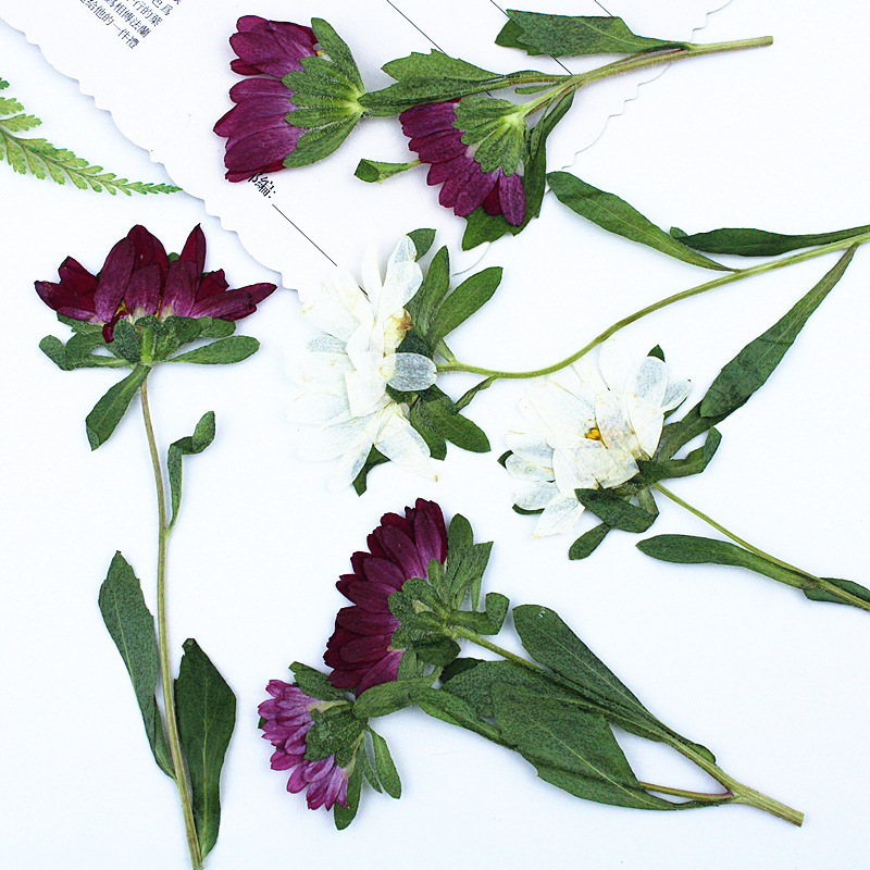 24 Stück, Mini-Chrysanthemen,  – Dried Flower Pressed Bewertung und Preis